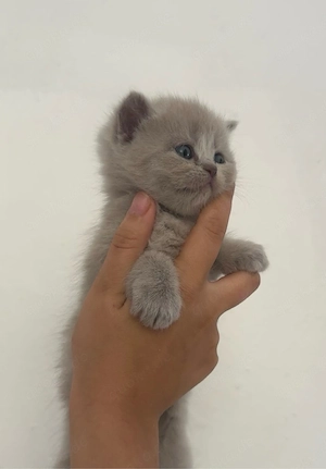 Wunderschöne British Shorthair Kitten