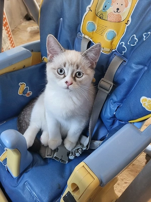 verkuschelter BKH Kater 