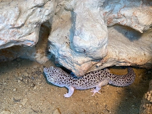 Leopardgecko Männchen abzugeben