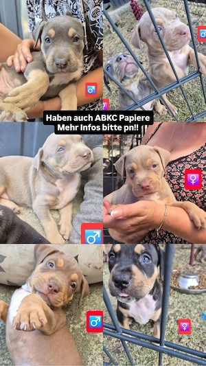 welpen suchen ein zuhause