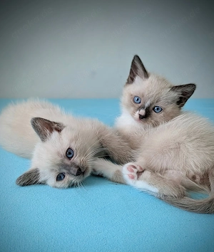 Siam ragdoll kitten suchen liebevolles Zuhause 