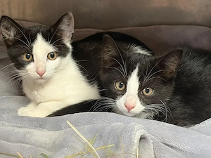 Katzenbabys Kitten 