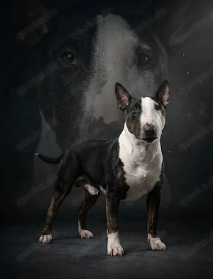 Miniatur Bullterrier Deckrüde 