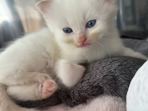 Birma Ragdoll mix Kätzchen | ein creme Kater | mink blue point Kätzchen