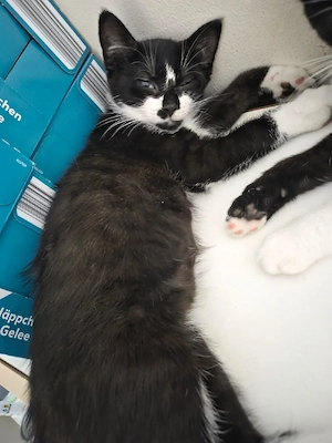 Baby Kater sucht dringend neues zu Hause 