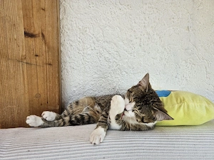 Zuckersüßes Kätzchen sucht ein liebevolles Zuhause mit Freigang Bild 3