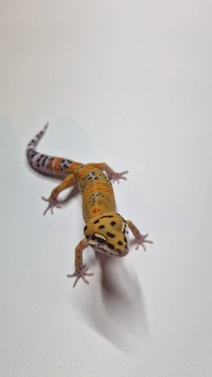 1.0 Mandarin het. Tremper Albino 