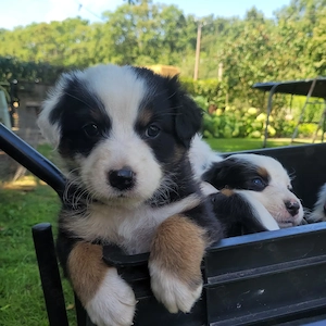 Australian Shepherd Welpen