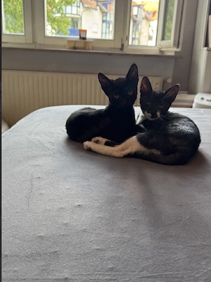 2 Kätzchen suchen ein Zuhause  Bild 2
