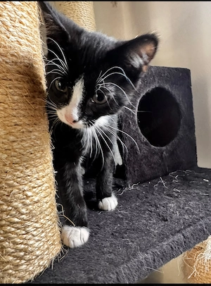 Kitten suchen ein liebevolles Zuhause 