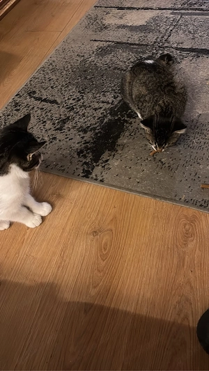 Junge katzen suchen ein neues zuhause