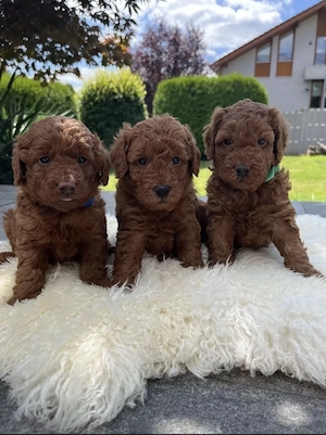 Liebevoll aufgezogene F1BB-Labradoodle-Welpen suchen ihr Für-immer-Zuhause