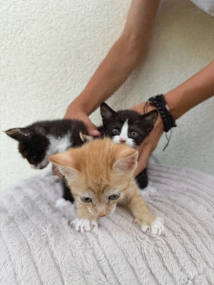 Devon Rex Mix Kitten suchen ihr Für-immer-Zuhause 