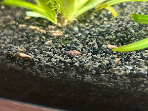 verschiedene aquarium schnecken 