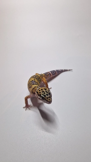 1.0 Black Night Mandarin Tangerine 