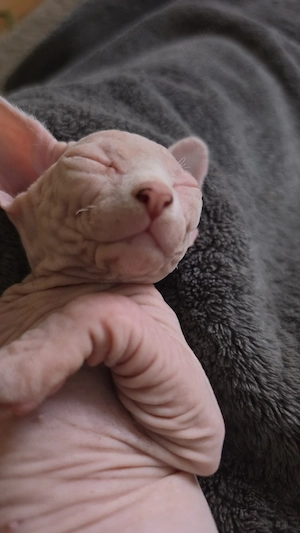 Sphynx mit schnurrhaare und Stammbaum 
