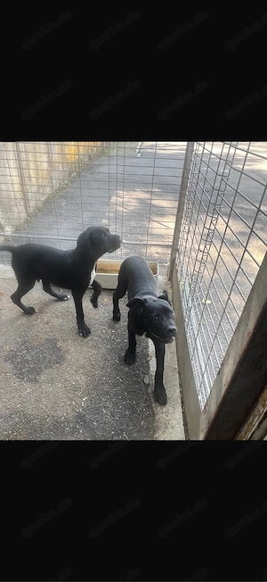 Reinrassige 2 Cane Corso Welpen 5Moate sofort abgabebereit