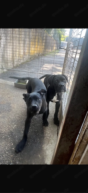 Reinrassige 2 Cane Corso Welpen 5Moate sofort abgabebereit