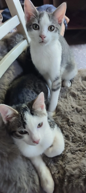 Katzenbaby's  Kitten  Heilige Birmamix 4 Monate !!