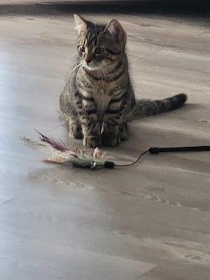 Kleine liebevollen Baby Kitten 