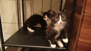 Katze & Kater suchen ein Zuhause 