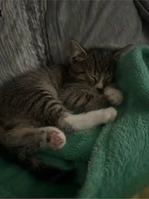 katzenbaby mix abzugeben 