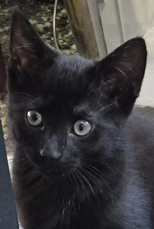 Kitten zu verschencken