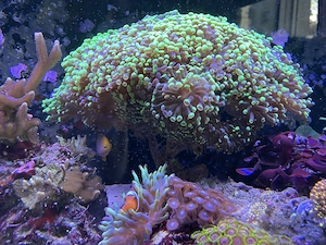 Große Euphyllia paraancora