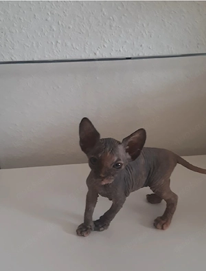 Sphynx katzenbaby 