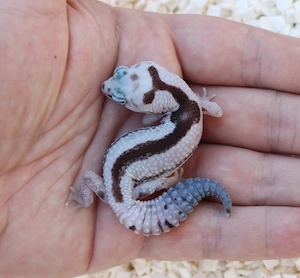 AFT African Fattailgecko White Out Oreo Zulu Weibchen