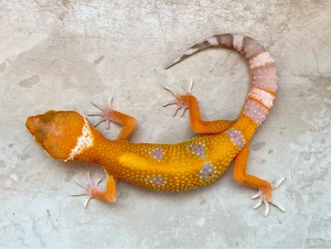 Tangerine Bell p.h EC Leopardgecko Jungtiere ENZ 26
