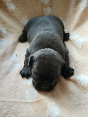 Reinrassige Französische Bulldoggen-Welpen suchen ein liebevolles Zuhause Bild 6