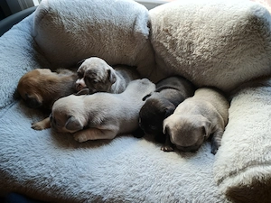 Reinrassige Französische Bulldoggen-Welpen suchen ein liebevolles Zuhause Bild 8