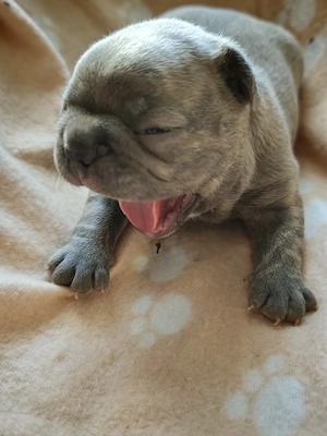 Reinrassige Französische Bulldoggen-Welpen suchen ein liebevolles Zuhause Bild 9