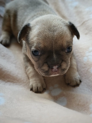 Reinrassige Französische Bulldoggen-Welpen suchen ein liebevolles Zuhause Bild 5