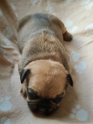 Reinrassige Französische Bulldoggen-Welpen suchen ein liebevolles Zuhause Bild 2