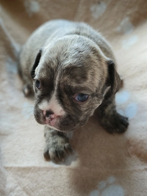 Reinrassige Französische Bulldoggen-Welpen suchen ein liebevolles Zuhause Bild 3