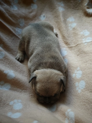 Reinrassige Französische Bulldoggen-Welpen suchen ein liebevolles Zuhause Bild 4