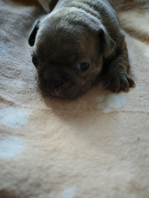 Reinrassige Französische Bulldoggen-Welpen suchen ein liebevolles Zuhause Bild 7