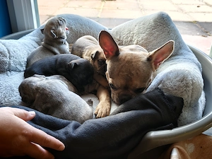 Reinrassige Französische Bulldoggen-Welpen suchen ein liebevolles Zuhause Bild 10