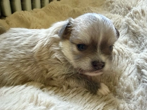 chihuahua rüde