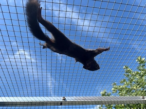Europäische Eichhörnchen Bild 6