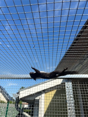 Europäische Eichhörnchen Bild 8