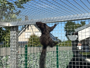Europäische Eichhörnchen Bild 7