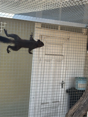 Europäische Eichhörnchen Bild 9