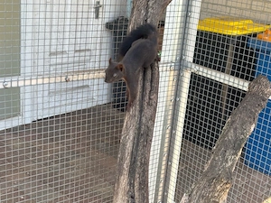 Europäische Eichhörnchen Bild 4