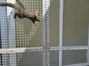 Europäische Eichhörnchen Bild 3