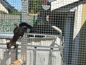 Europäische Eichhörnchen Bild 2