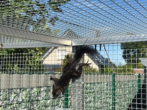 Europäische Eichhörnchen Bild 5