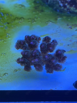 Meerwasser Korallen Poccilopora